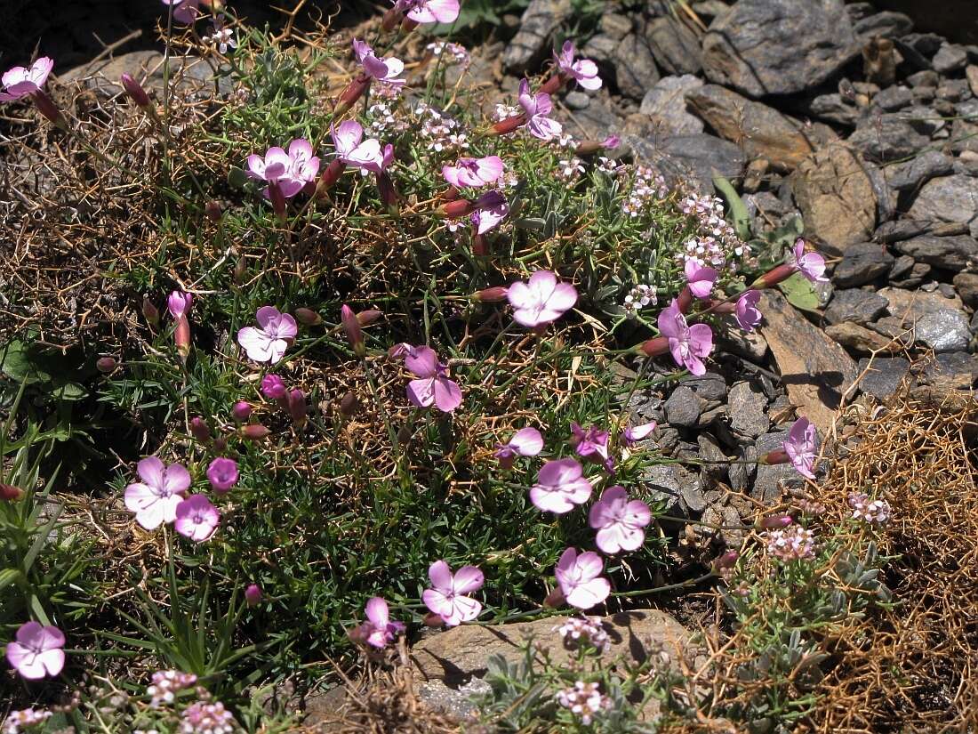 Слика од Dianthus pungens subsp. brachyanthus (Boiss.) Bernal, Fernández Casas, G. López, M. Laínz & Muñoz Garmendia