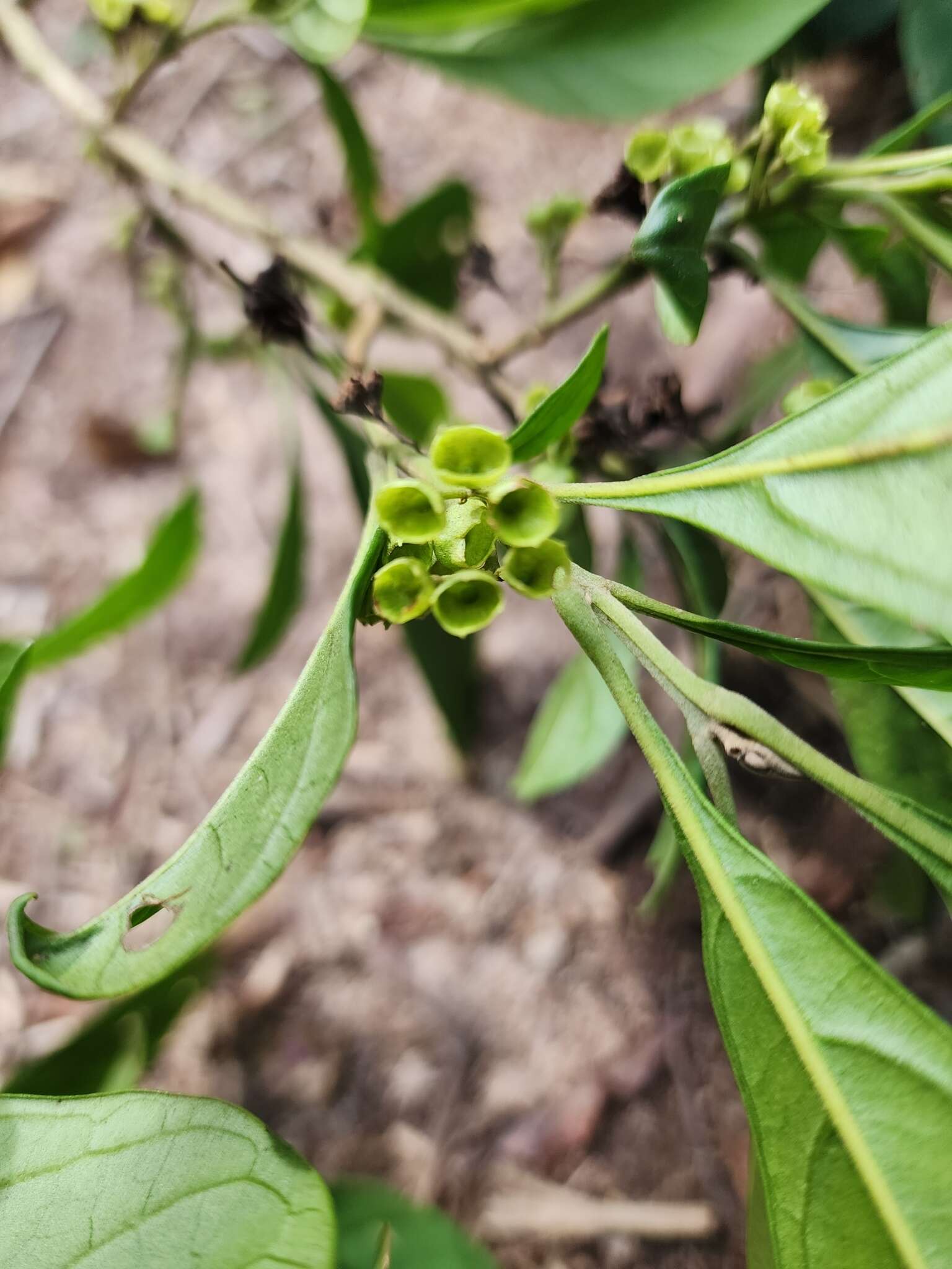 Image of entireleaf spiritweed