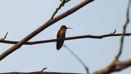 Image of Cinnamon Hummingbird