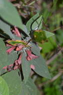 Image of Colquhounia coccinea Wall.