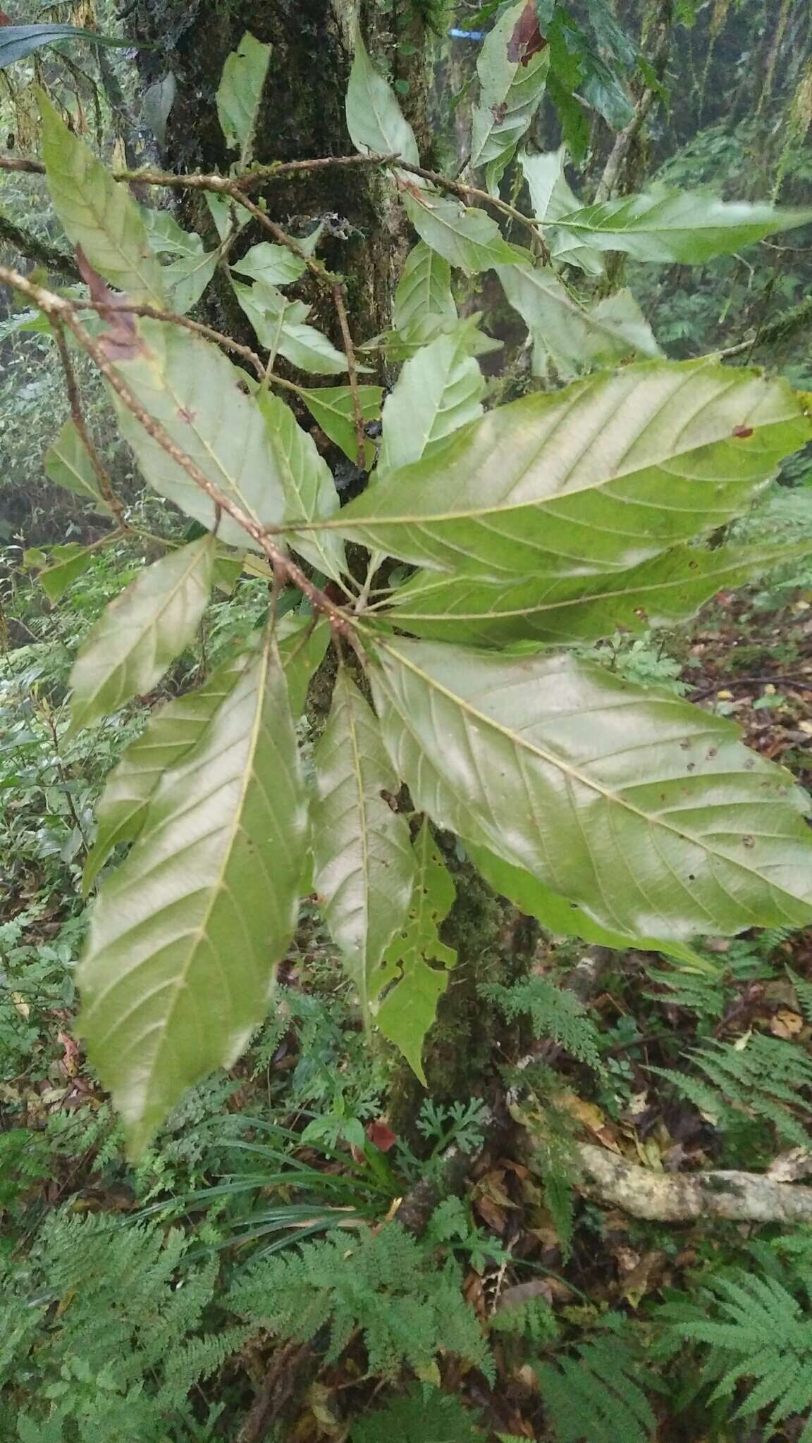 صورة Lithocarpus corneus (Lour.) Rehder