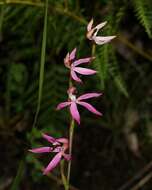 Image of Black-tongue caladenia