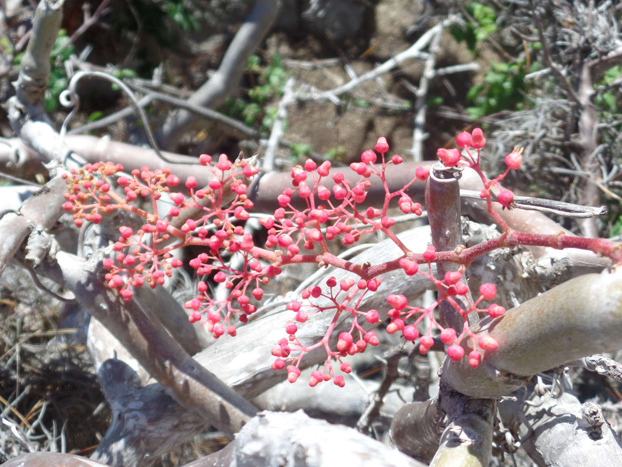 Image of Cissus decidua J. A. Lombardi