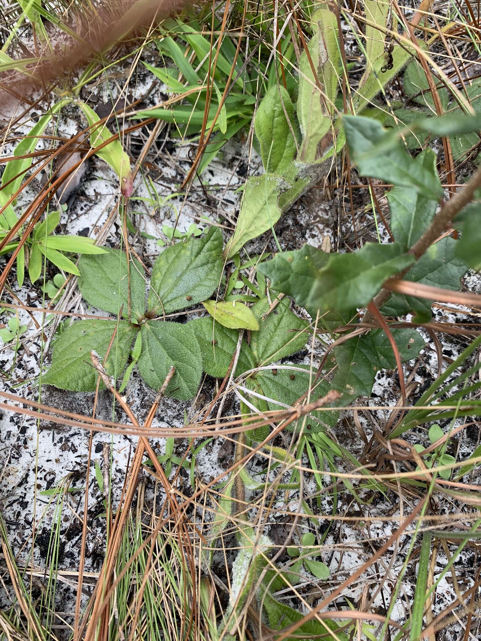 Image of Rayless Sunflower