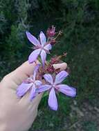 Image of Geranium atlanticum Boiss.