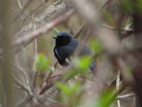 Image of Black-throated Blue Warbler