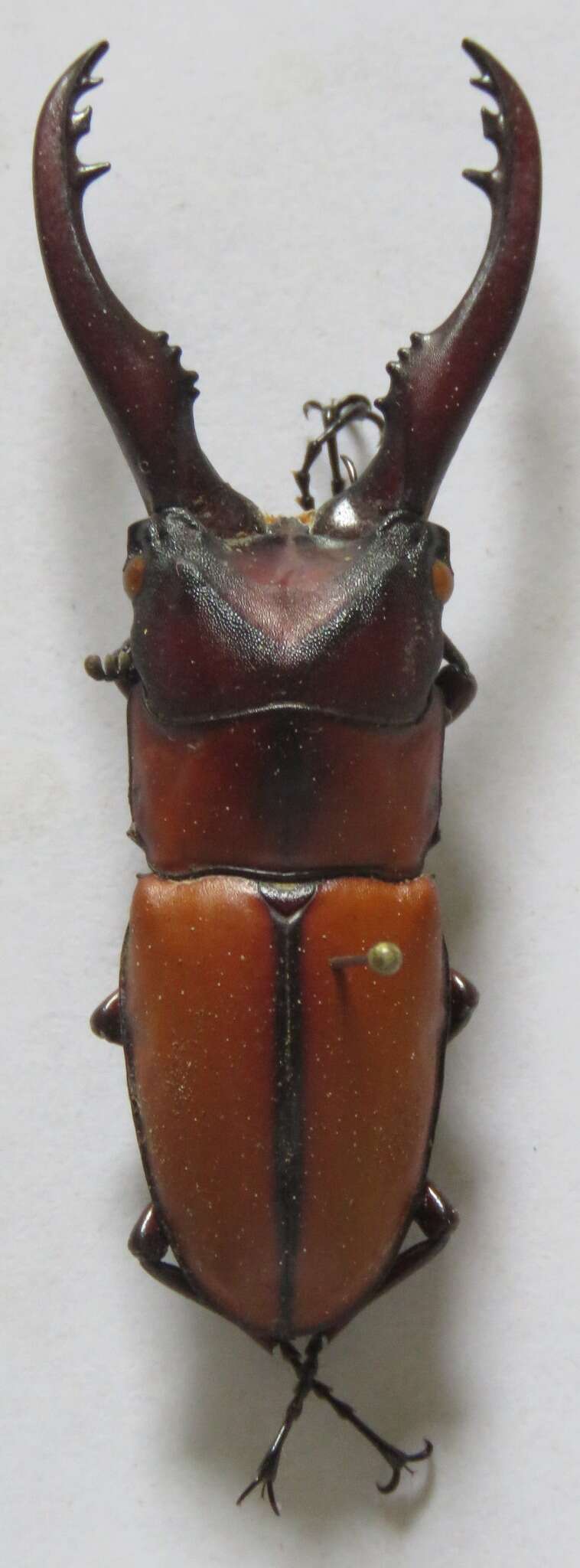 Image of Prosopocoilus mohnikei mohnikei