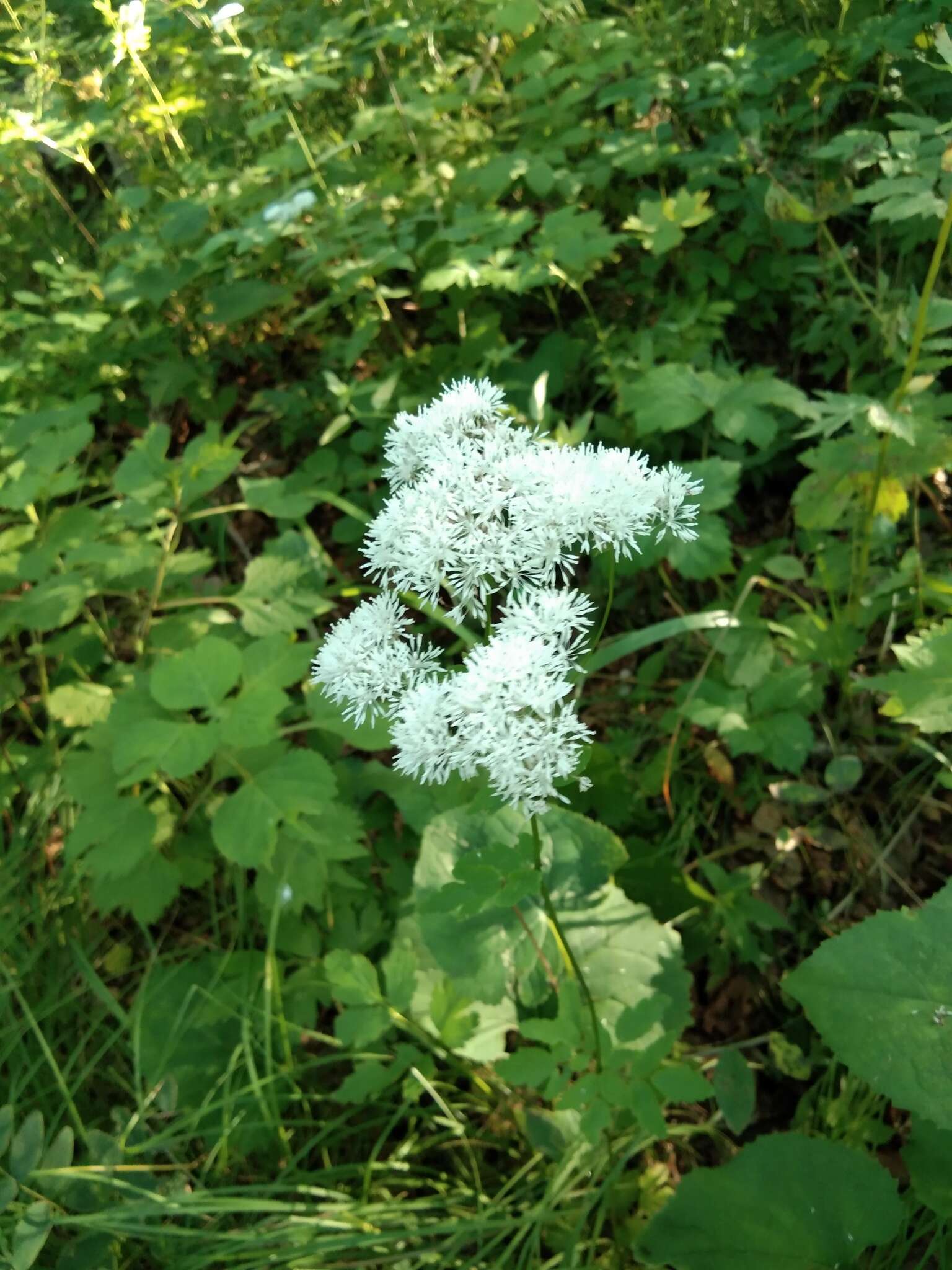 Sivun Thalictrum tuberiferum Maxim. kuva