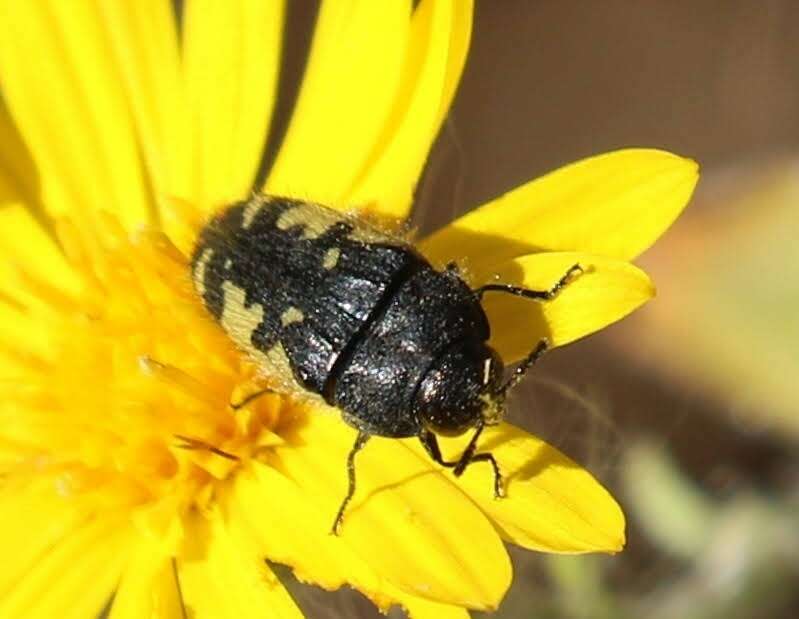 Image of Acmaeodera amabilis Horn 1878