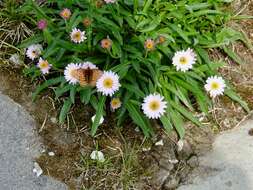 Image of Glacier Fleabane