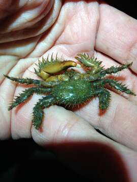 Image of hairy crab