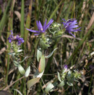 Image of western silver aster