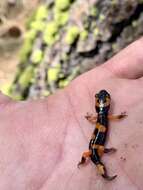 Image of Common Ensatina