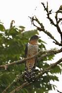 Image of Red-chested Cuckoo