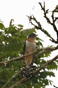 Image of Red-chested Cuckoo