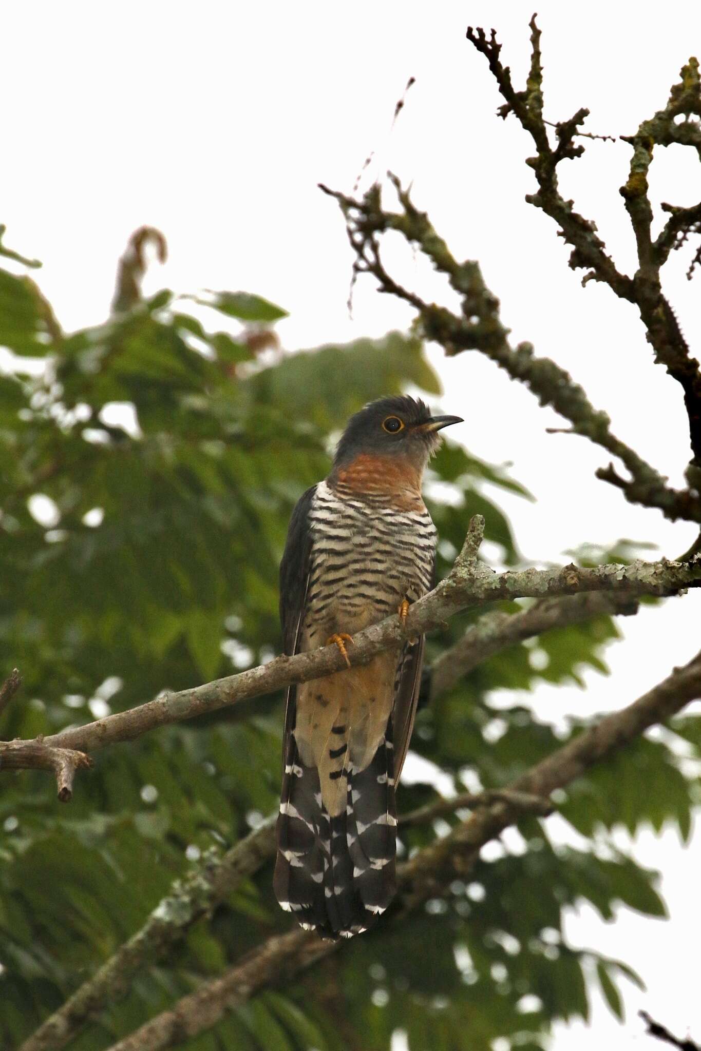 Image of Red-chested Cuckoo