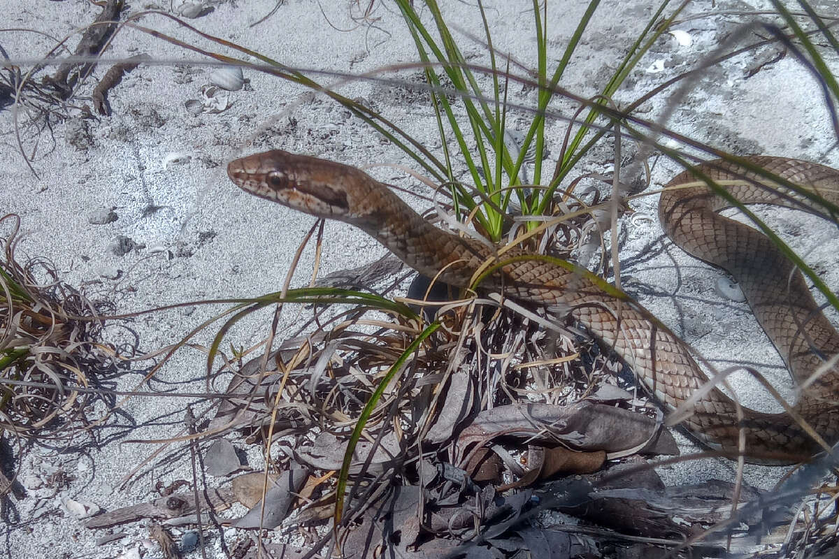 Image of Cubophis vudii picticeps (Conant 1937)