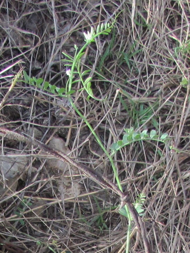 Imagem de Vicia ludoviciana subsp. leavenworthii (Torr. & A. Gray) Lassetter & C. R. Gunn