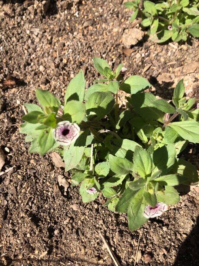 Image of calico monkeyflower