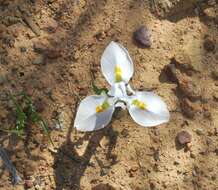 Image of Moraea macronyx G. J. Lewis