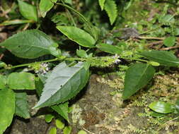 Image of Veronicastrum axillare var. simadai (Masam.) H. Y. Liu