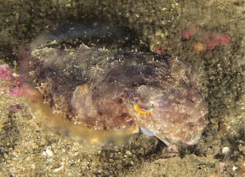 Image of Ken's cuttlefish