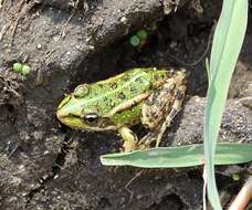 Image of Perez's Frog