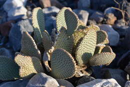 صورة Opuntia basilaris var. basilaris