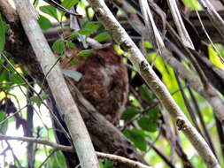 Image of Otus rutilus rutilus