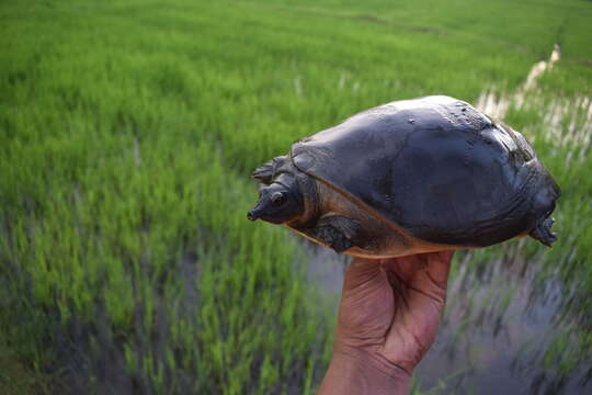 Imagem de Lissemys ceylonensis (Gray 1856)