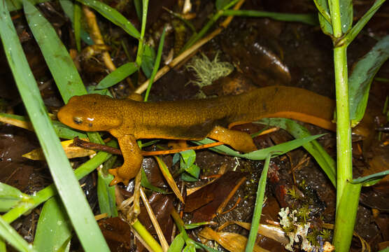 Image of Rough-skinned Newt