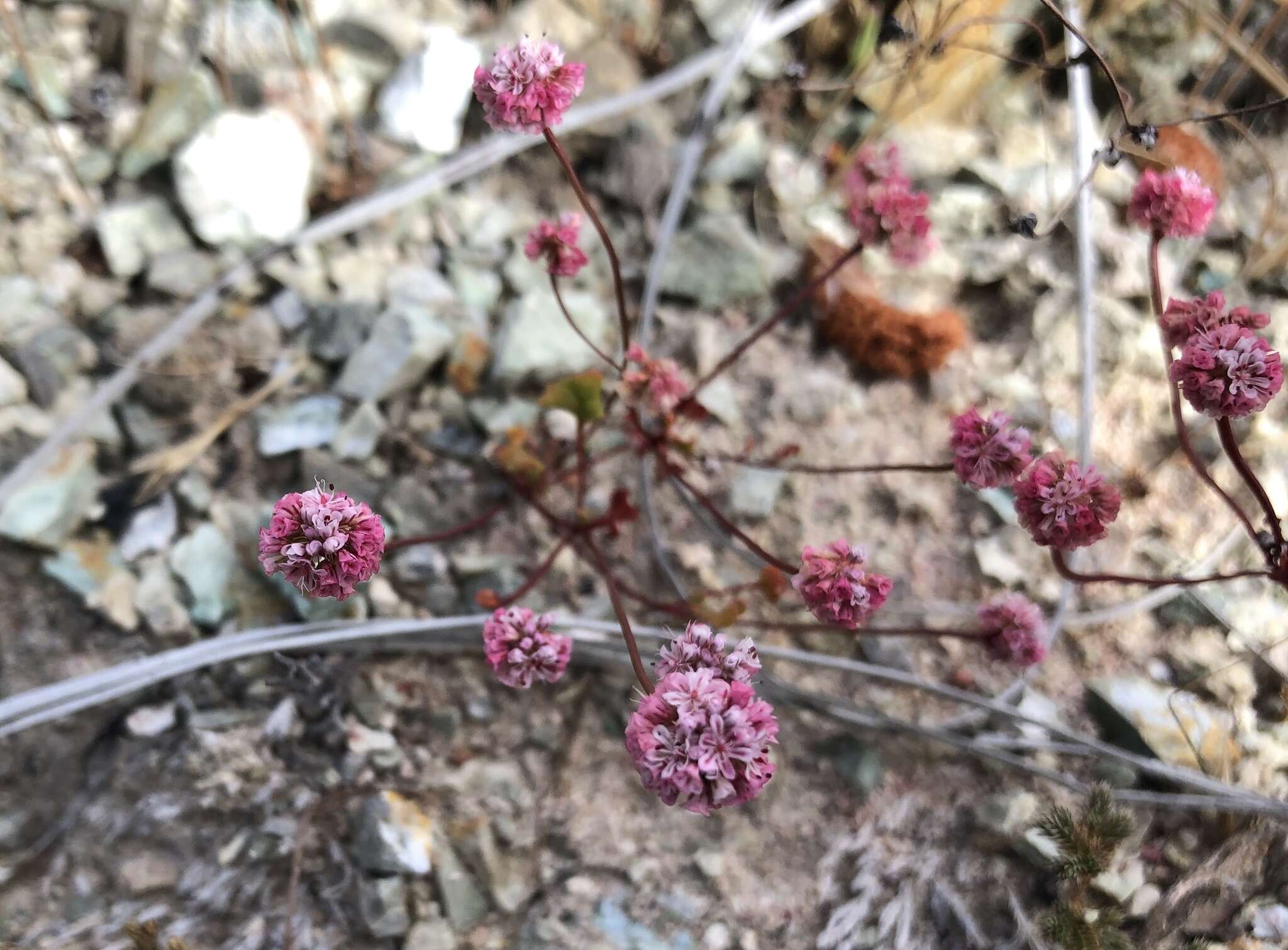 Image of Pinnacles buckwheat