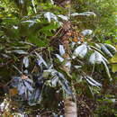Image of Mischocarpus grandissimus (F. Müll.) Rad Ik.