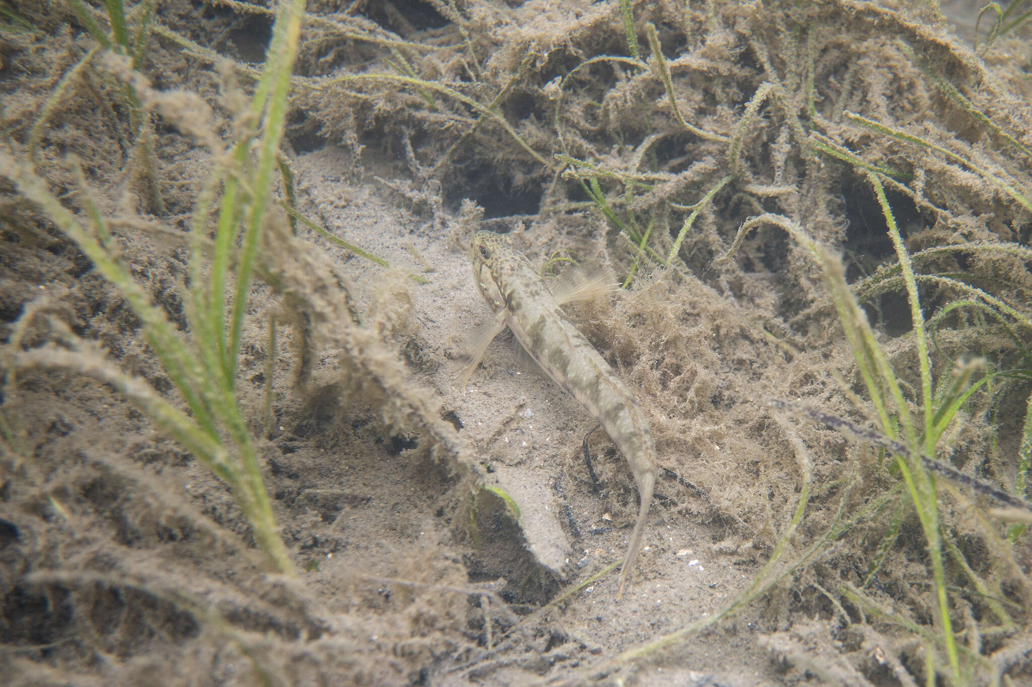 Image of Half-bridled goby