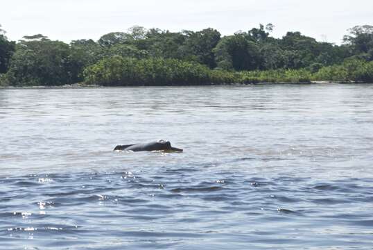 Image of river dolphins