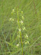 Image of Habenaria genuflexa Rendle