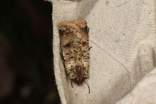 Image of Agrotis porphyricollis Guenée 1852