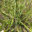 Image of Baccharis subtropicalis G. Heiden