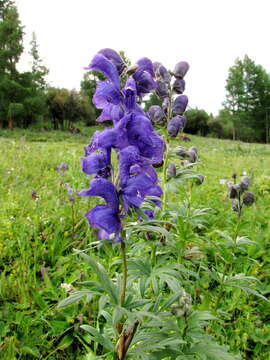 Image of Aconitum delphinifolium subsp. subglandulosum (Khokhr.) A. N. Luferov