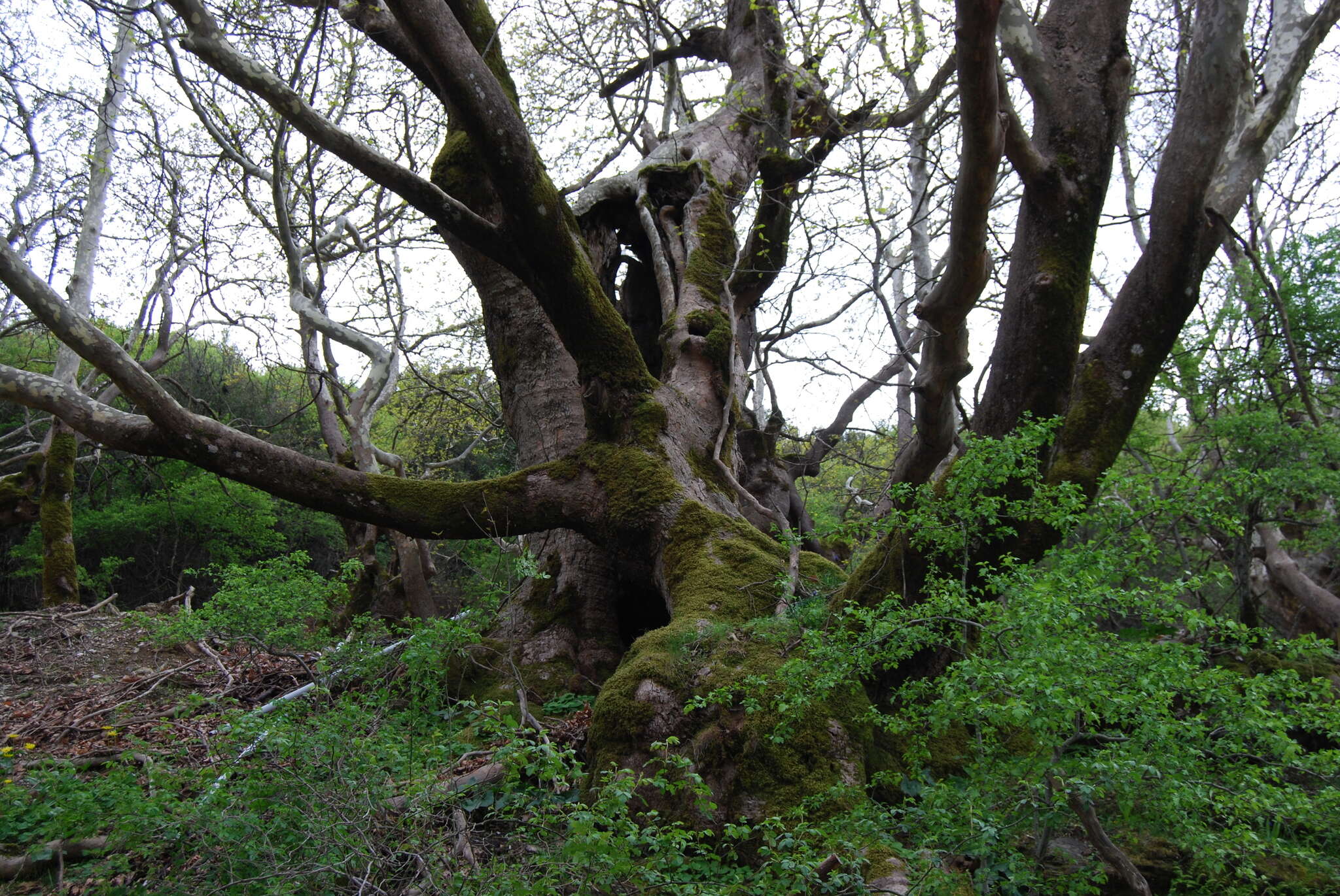 Image of Oriental Plane