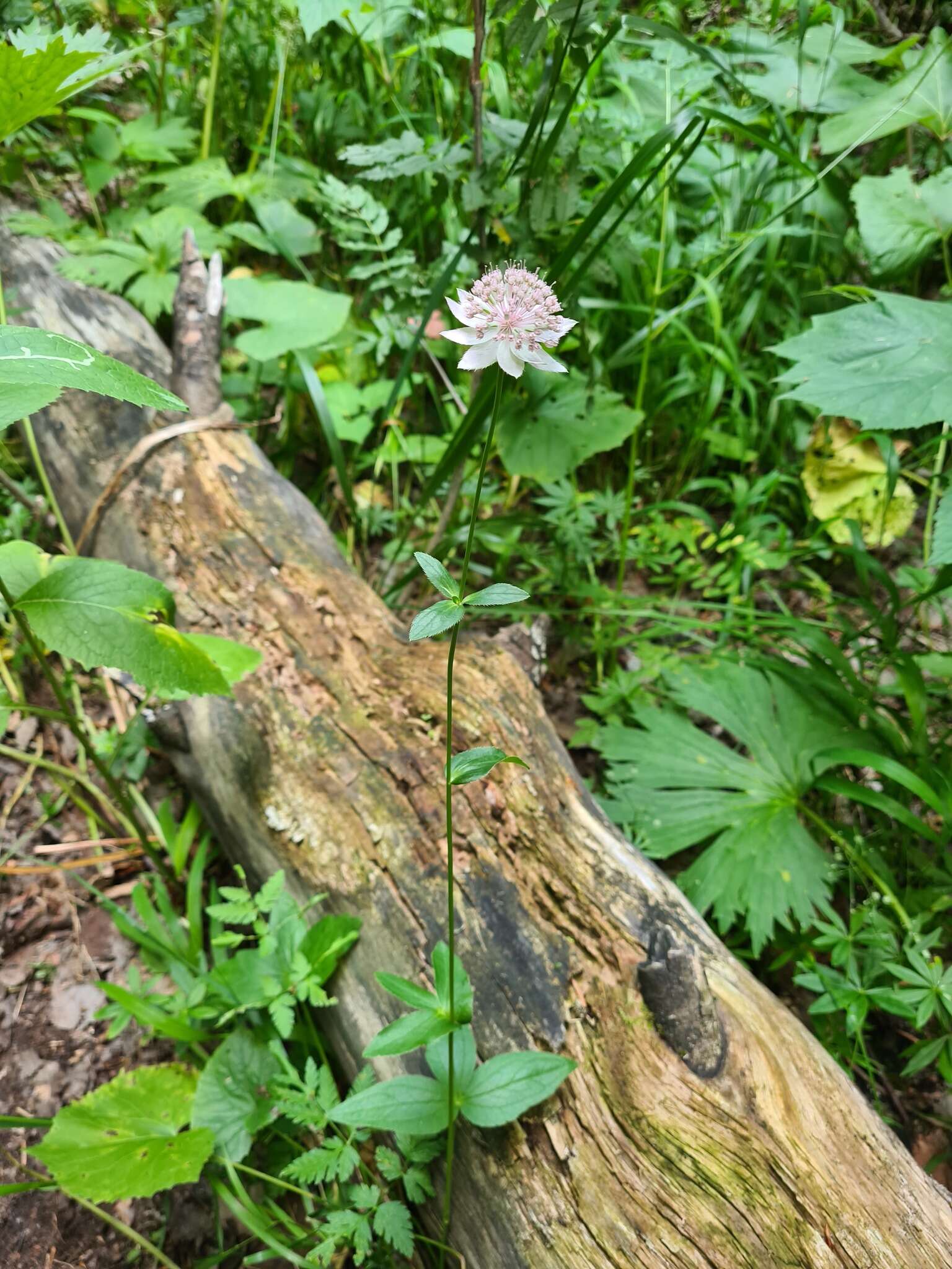 Imagem de Astrantia maxima Pall.