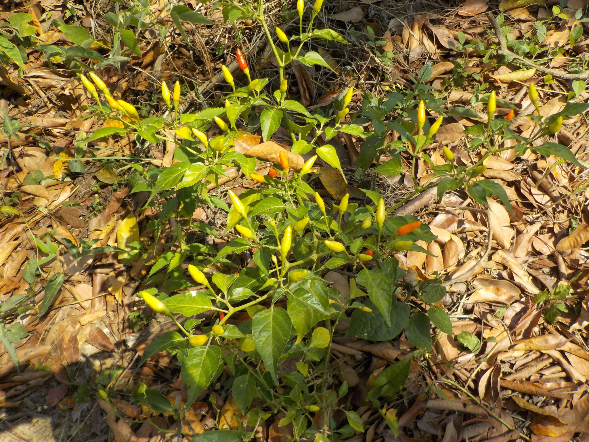 Image of Capsicum frutescens L.