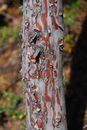 Image of Baker Cypress