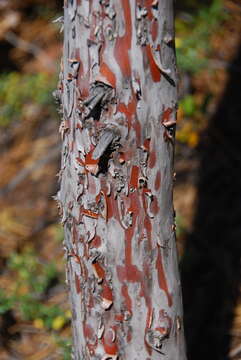 Image of Baker Cypress