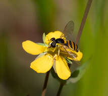 Image of Sphaerophoria macrogaster (Thomson 1869)