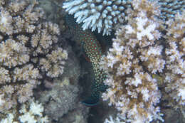 Image of Blue-spotted grouper