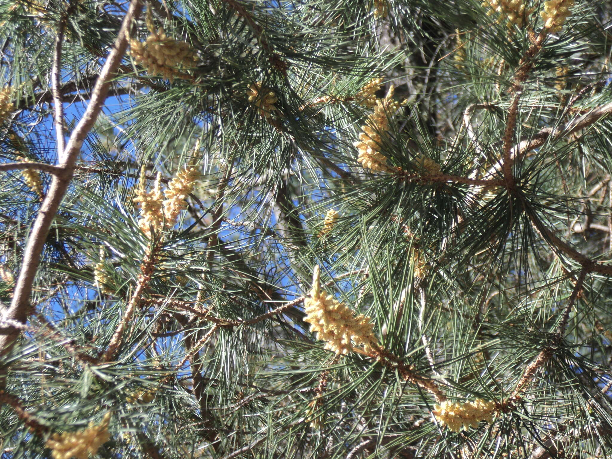 Pinus cembroides subsp. lagunae (Rob.-Pass.) D. K. Bailey resmi