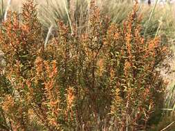 Image of Gyrostemon australasicus (Moq.) Heimerl