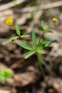 Image of Ranunculus monophyllus Ovcz.