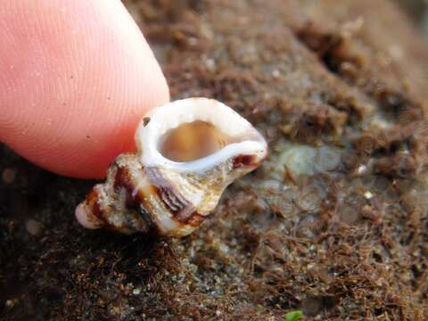 Image of Dim Rocksnail